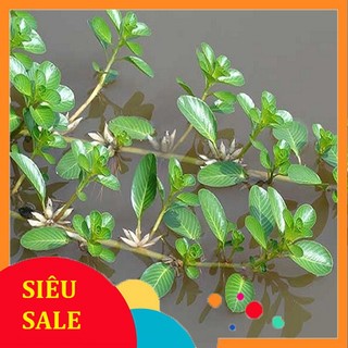 1kg Rau Dừa Nước tươi.hàng sạch 100%