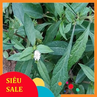 2kg Cây Cỏ Mực tươi