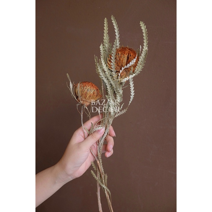 Bó hoa khô Banskia quả tròn mini nhập khẩu Nam Phi 40cm