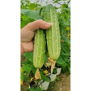 GÓI 30 HẠ DƯA CHUỘT , DƯA LEO NẾP TA ( hạt giống )