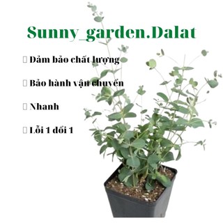 Chậu cứng khuynh diệp lá bầu - Eucolyptus Gunnii