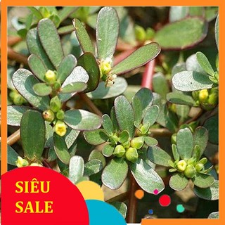 Rau Sam tươi 1kg