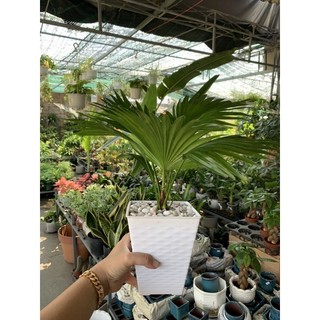 Cây cọ ta vào chậu sẵn - cây để bàn làm việc - giao cây như hình