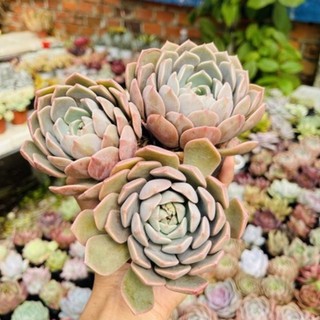 Sen đá Đá Hồng mới size bầu 5-6cm