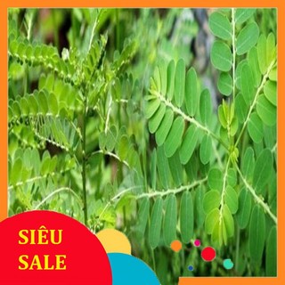 Cây Chó Đẻ tươi (Cây Diệp Hạ Châu) 1kg