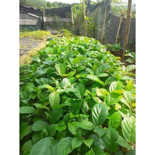 CÂY GIỐNG VẢ MẬT (quả ngõa)