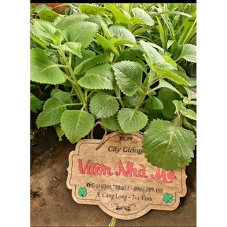 Cây húng chanh trị ho ( tần lá dày)