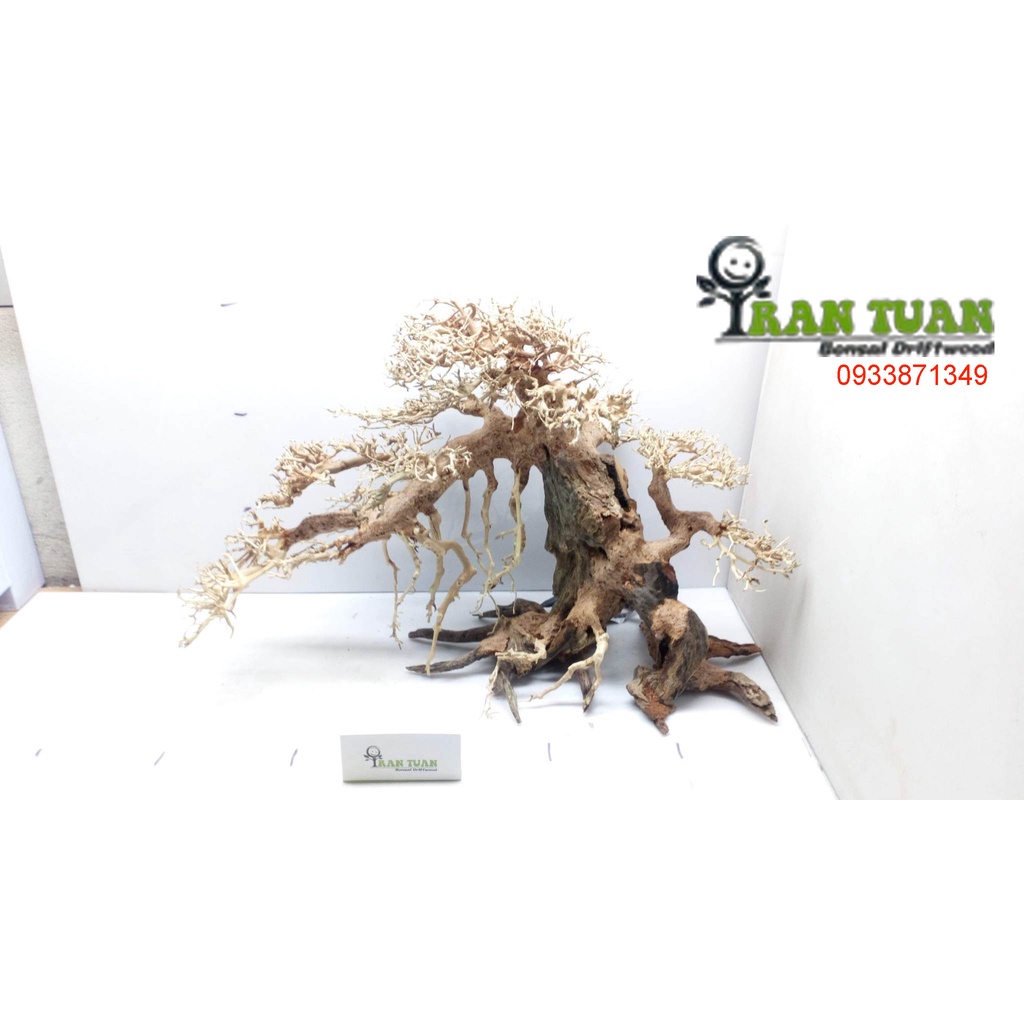Cây gỗ lũa Bonsai dành cho hồ kích thước nhỏ