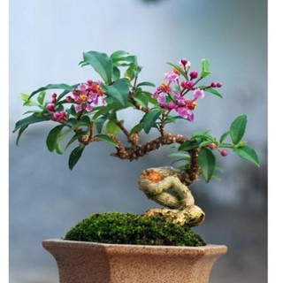 Cây giống hoa hồng ngọc mai- cây cao 40-50cm