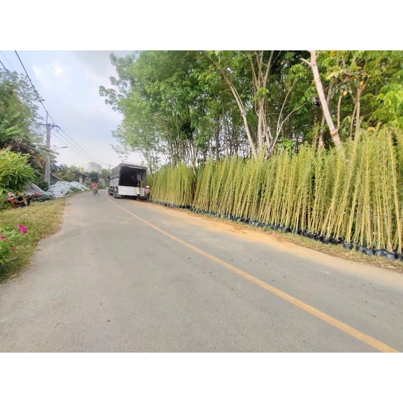 Trúc quân tử cây thật