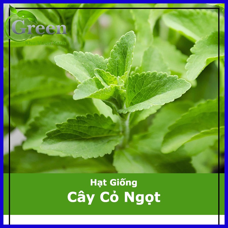 Hạt Giống Cây Cỏ Ngọt (Gói 5 Hạt) Lá To, Thu Hoạch Lâu Dài Nhiều Năm