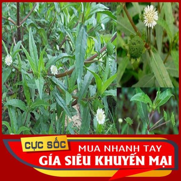 Cây Cỏ Mực  tươi 1kg