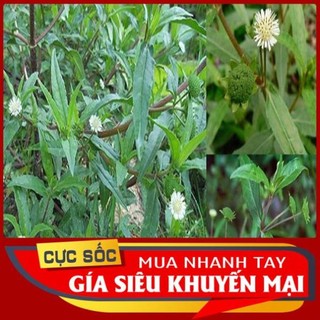 2kg Cây Cỏ Mực (Cây Nhọ Nồi)