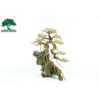 Bonsai bám lũa, trang trí hồ cá, hồ thủy sinh