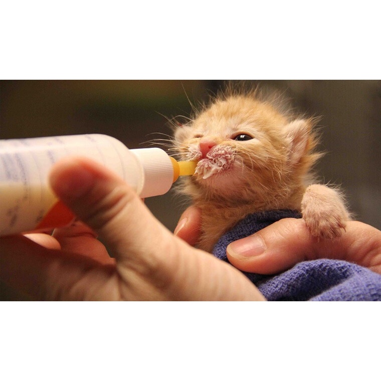 Sữa Bột Bio-Milk Cho Chó Mèo