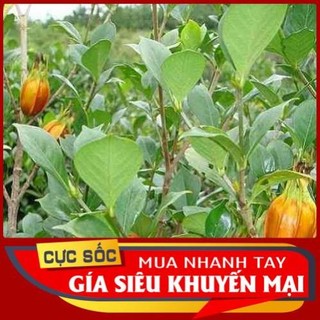 1kg lá dành dành tươi - thảo dược ngọc ánh