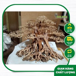 Cây gỗ Lũa Bonsai dáng cổ thụ