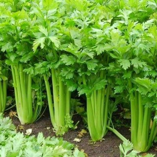 Bột cần tây thải độc, giảm cân cực hiệu quả (500gr)