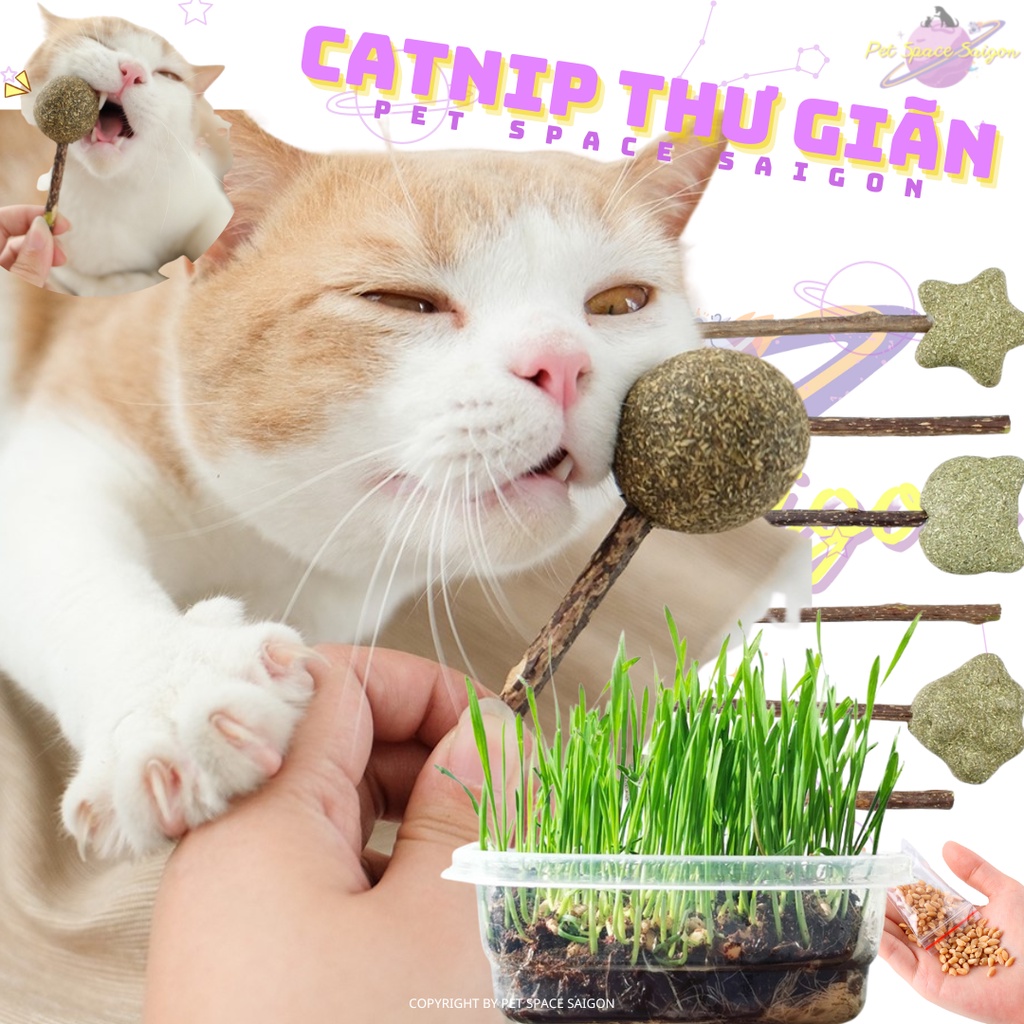 cATNIP / CATMINT / CỎ MÈO / CỎ BẠC HÀ GIẢM STRESS THƯ GIÃN CHO MÈO