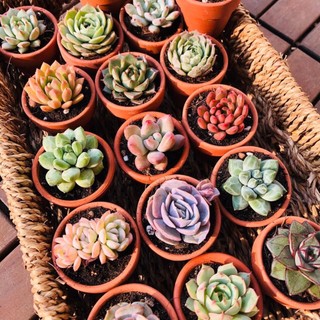 Sen đá mini