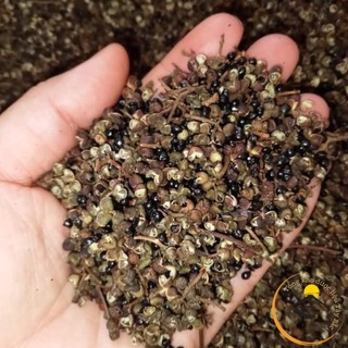 Hạt mắc khén Tây Bắc loại 1 Đặc sản gia vị mắc khén hạt dổi chẩm chéo, hạt mắc kén hạt dổi nếp
