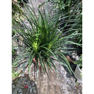 Cây phát tài núi chậu 3 cây