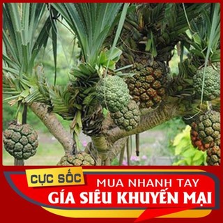 Rễ cây dứa dại tươi 1kg - thảo dược ngọc ánh