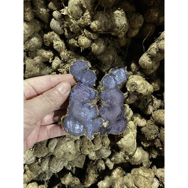 gừng đen tươi ( ngải đen) 1 kg