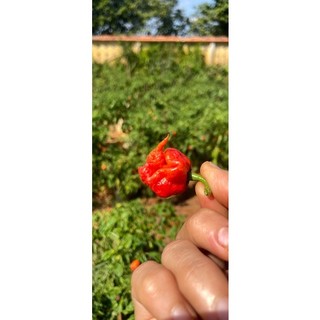 Hạt giống ớt carolina reaper red, ớt cay nhất thế giới