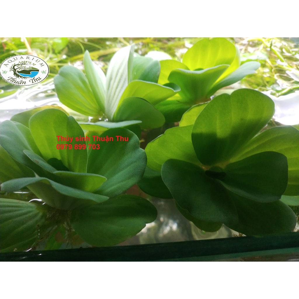 Bèo tai tượng - Bèo cái - Bèo thủy sinh lọc nước che mát cho cá