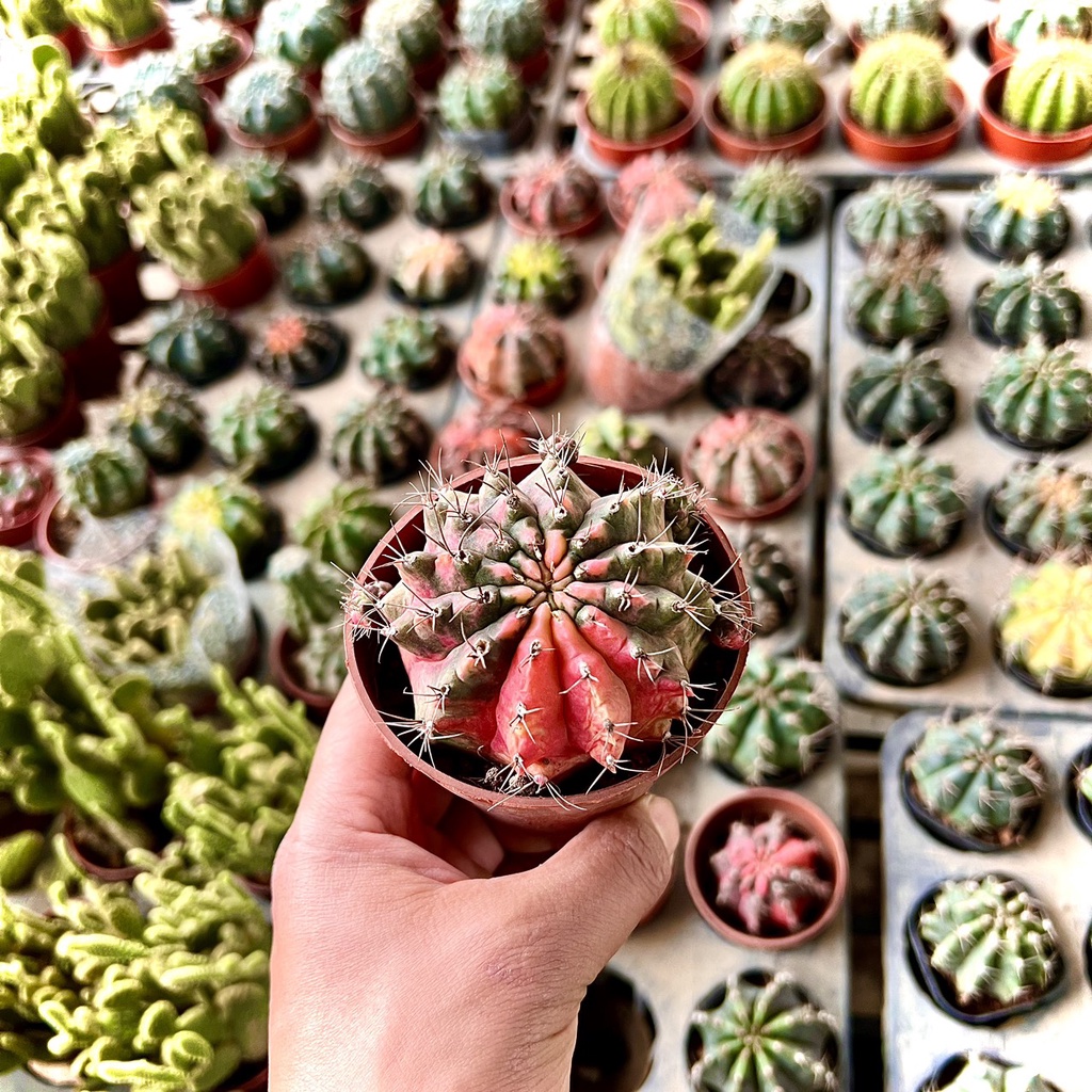 Cây Xương rồng cánh cam đột biến (ảnh thật)