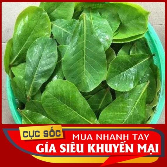 1kg Lá Bàng non Organic  - Thảo Dược Ngọc Ánh