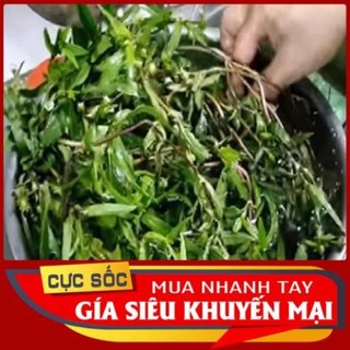 2kg Cây Cỏ Mực (Cây Nhọ Nồi)