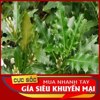 Lá ô rô tươi 1kg