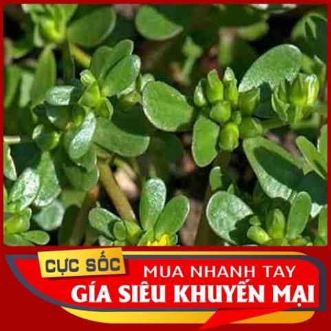 Rau Sam tươi 1kg  - Thảo Dược Ngọc Ánh