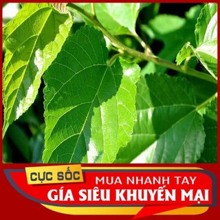 Lá Dâu Tằm tươi 1kg hàng sạch 100%