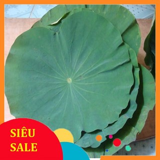 Lá sen ogranic tươi 1kg - giá tại đầm sen