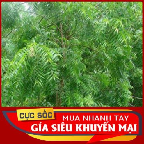 Lá Sầu Đâu tươi (Lá Xoan) 1kg - Thảo Dược Ngọc Ánh