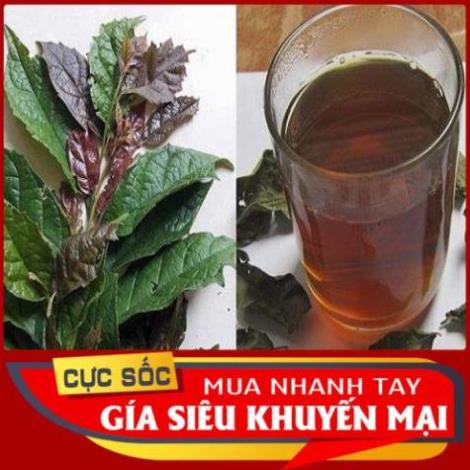 Lá Xạ Đen Tươi 500gr [Thảo Dược Ngọc Ánh]