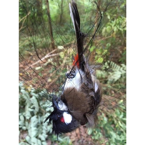 Lưới chào mào 20m tàng hình thái lan