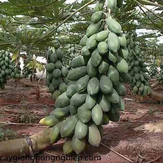 Cây đu đủ lùn Thái lan giống ( cây khỏe đẹp được kiểm tra trước khi thanh toán)
