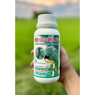 Mít siêu lớn trái - kích thích trái non lớn nhanh - nặng ký - hạn chế xơ đen - thối trái - siêu lớn trái - phì trái