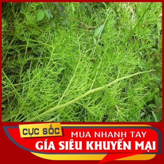 Cây Gạc Nai tươi 1kg