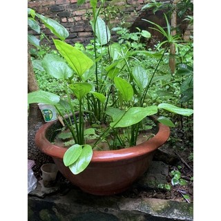 Cây bách thủy tiên ( cây thủy sinh)