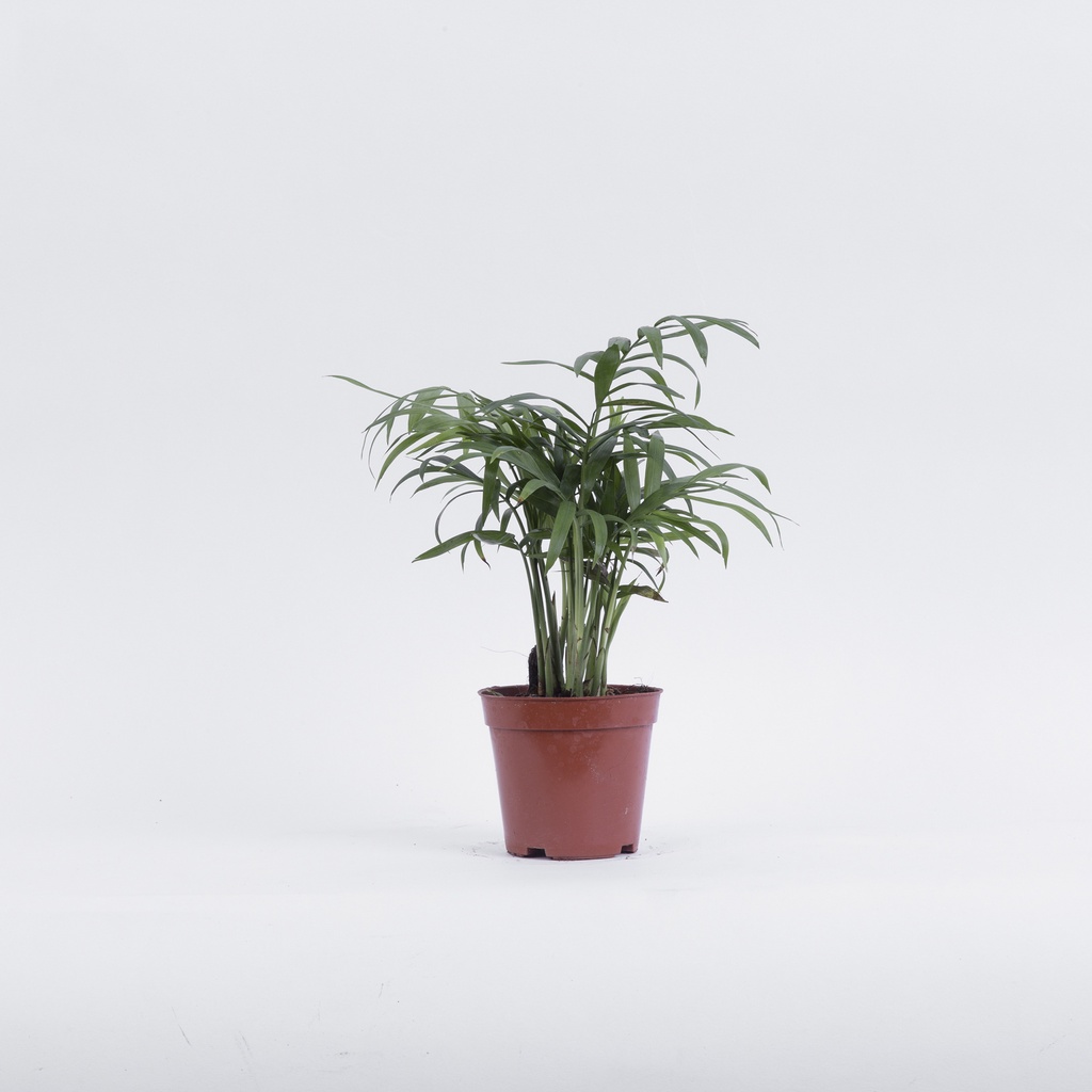 Chậu cây cau tiểu trâm | THE FISH SIZE S