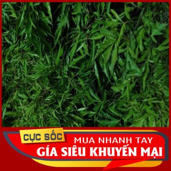 Lá Đinh Lăng Nếp tươi 500gr [Thảo Dược Ngọc Ánh]