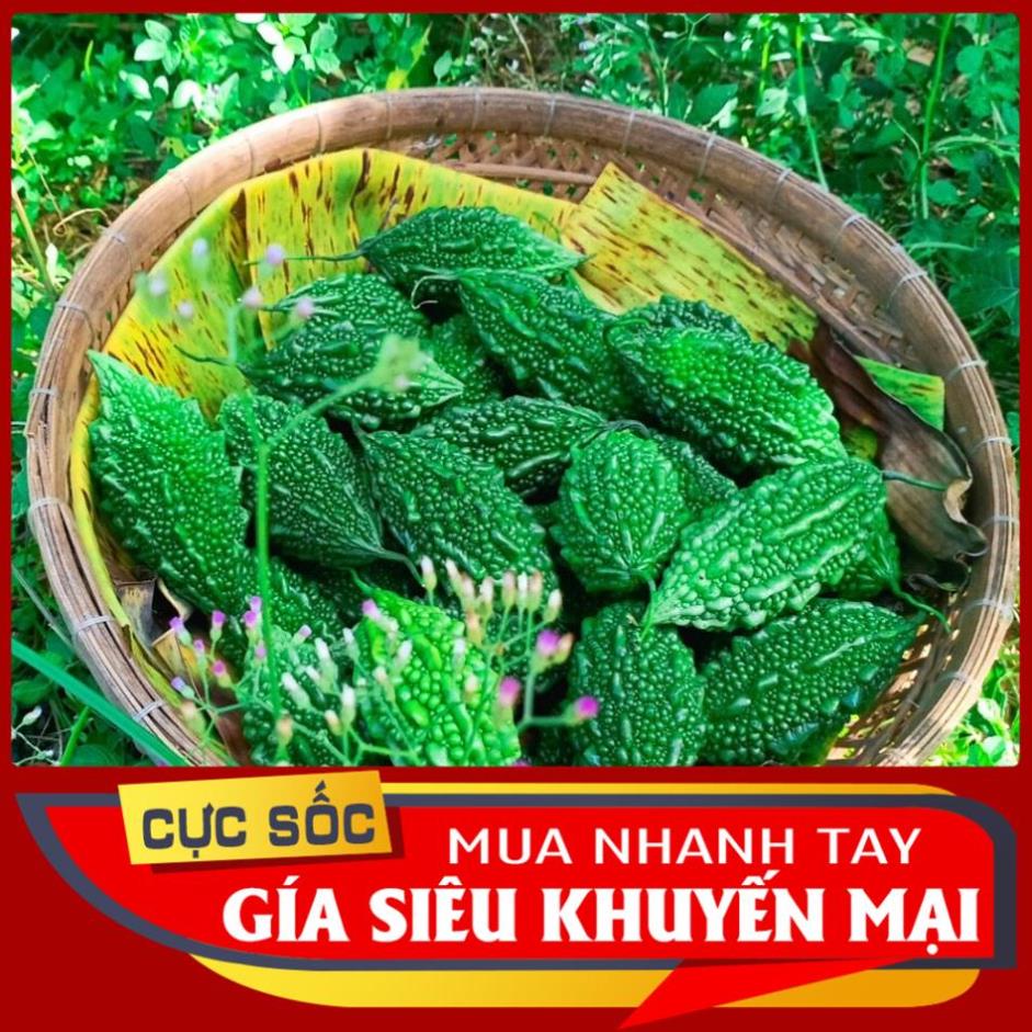 Trái Khổ Qua Rừng (Mướp Đắng Rừng) Tươi Ogranic 1kg - Thảo Dược Ngọc Ánh