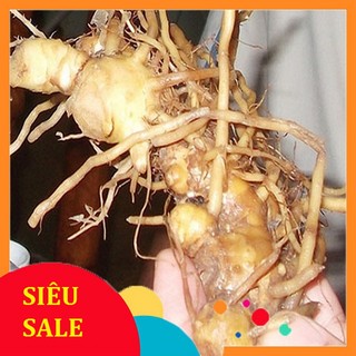 Củ Gừng Gió tươi 1kg