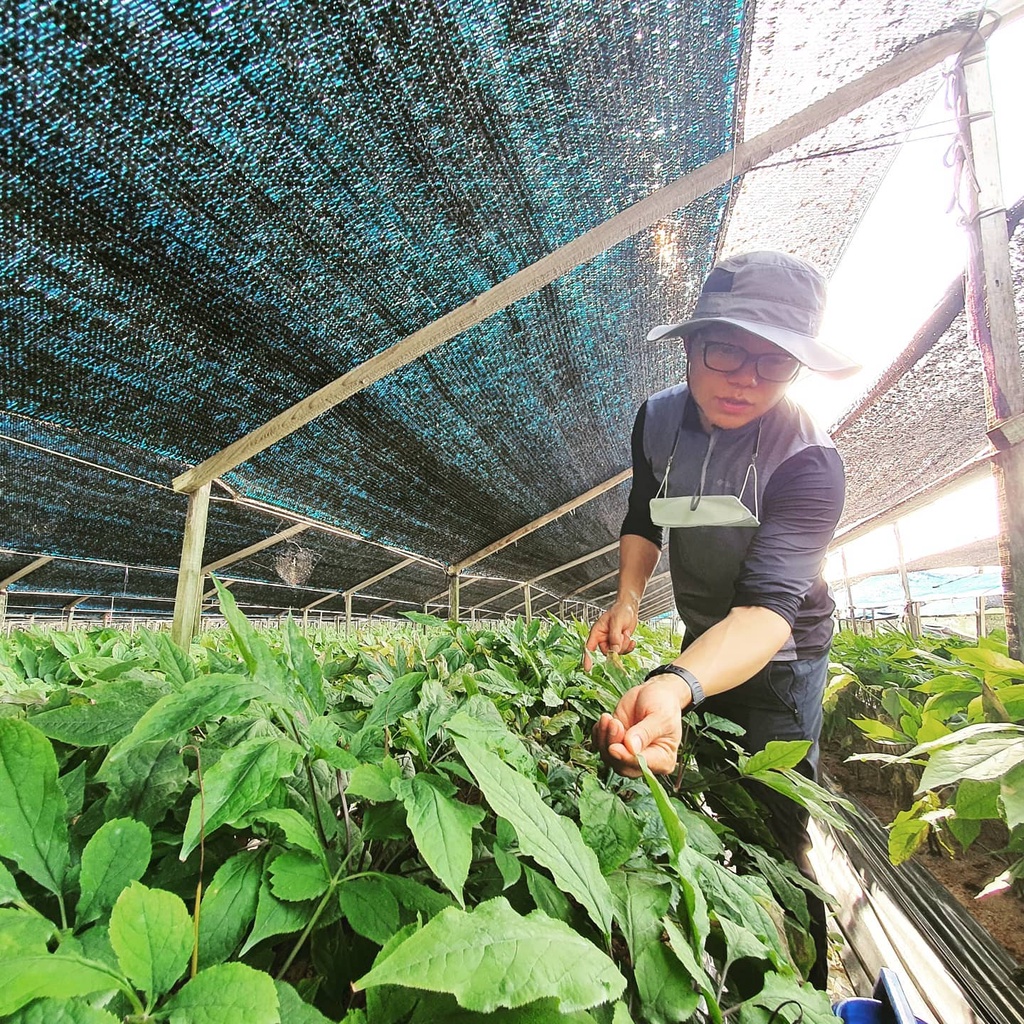 Cao Hồng Sâm Hàn Quốc Nolmae Red Ginseng Concentrate Gold 50g