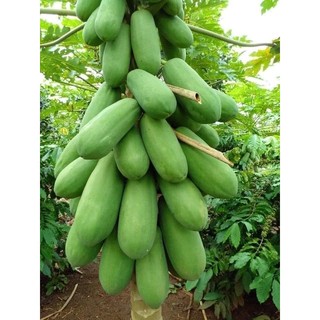 Cây đu đủ lùn Thái lan giống
